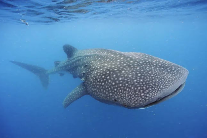 Cinco curiosidades fascinantes sobre el tiburón ballena