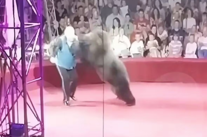 Oso ataca a presentador de circo en plena función ante niños