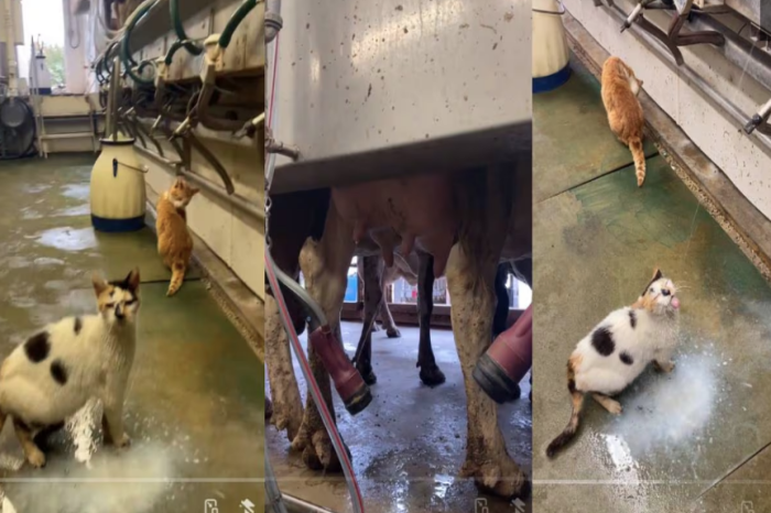 Gata se vuelve viral por aprovechar la lluvia de leche de una vaca en una sala de ordeño