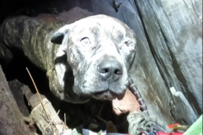 Perro caído en fisura volcánica es salvado por valiente excursionista