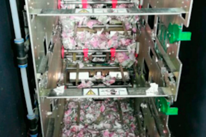 Insólito atraco: Ratas destruyen dinero en cajero automático en India