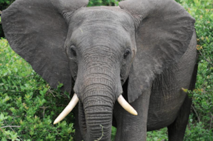 Tragedia en Zambia: Elefante mata a turista e