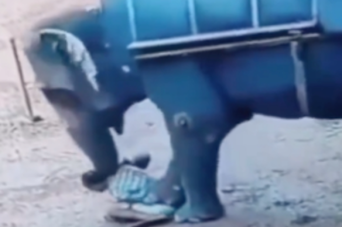 Elefante mata a su instructor en India