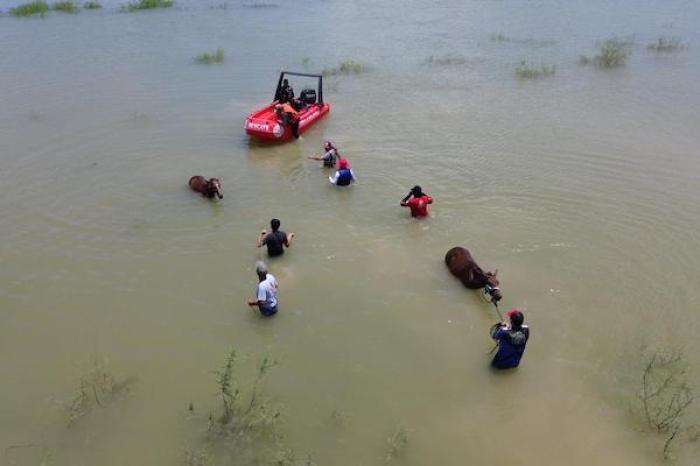 Rescatan a caballos atrapados por tormenta ¨Alberto¨ en presa Cerro Prieto