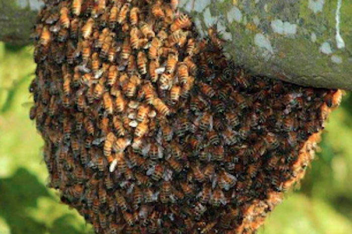 Brutal ataque de abejas en Monclova deja a hombre hospitalizado