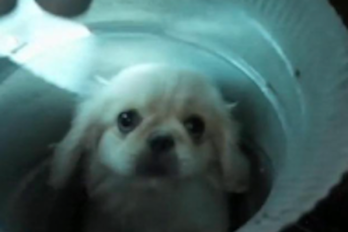 Archie Bean, el cachorro pequinés fue liberado de un tubo de ventilación