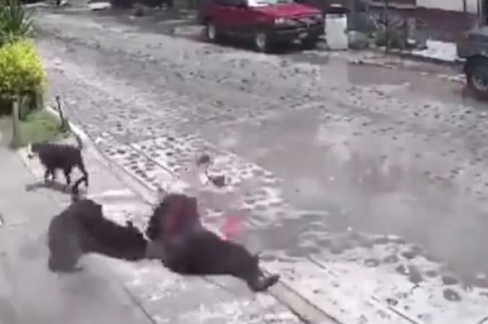  Captan ataque de perros a adulta mayor en calles de Querétaro