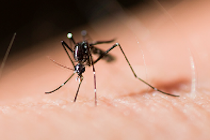 Descubriendo los secretos de la atracción de los mosquitos