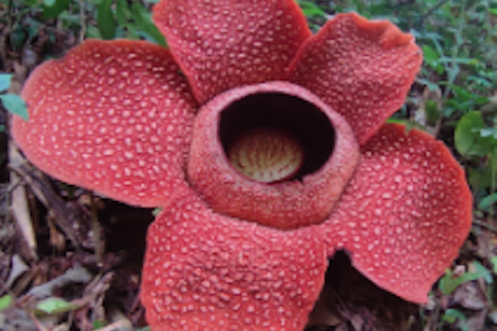La Rafflesia arnoldii: La gigante del reino v