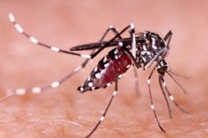 Aumentan los casos de dengue en NL durante el 2024