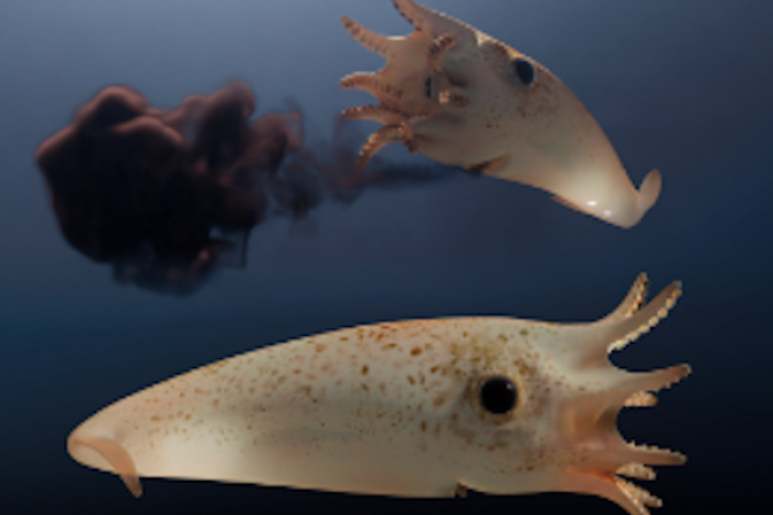Descubren nueva especie de calamar vampiro