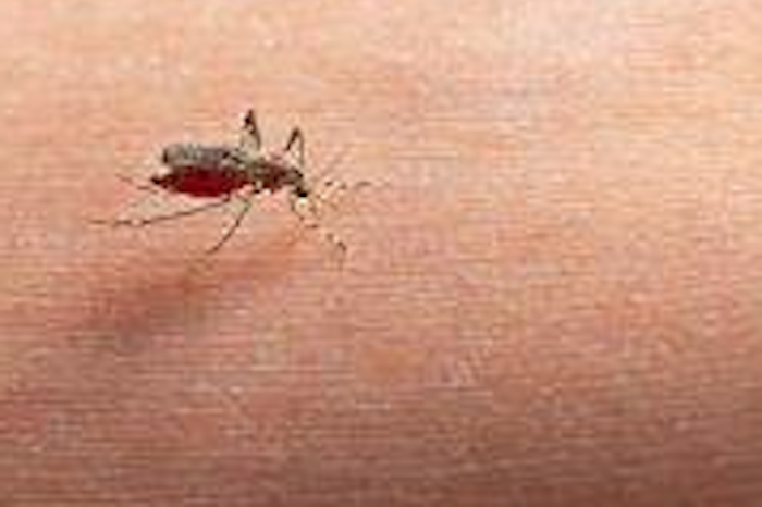 Alertan sobre incremento de casos de dengue en México