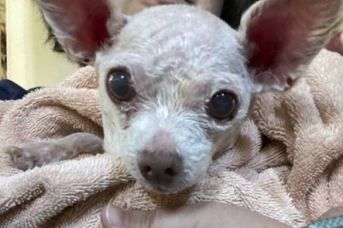 Perro reaparece después de nueve años gracias a un microchip