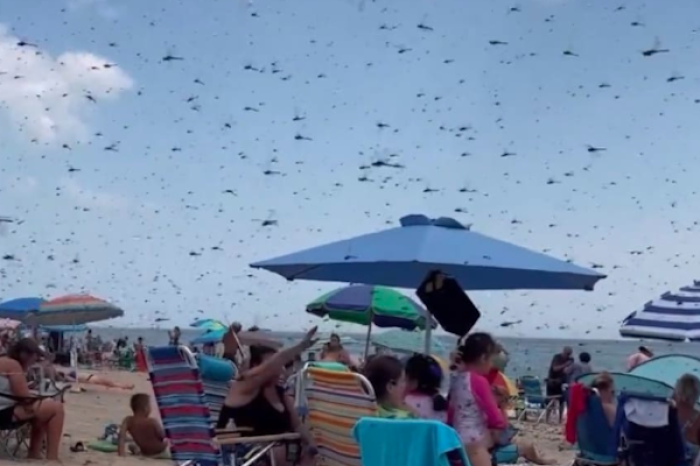  Invasión de libélulas gigantes sorprende a turistas en EU