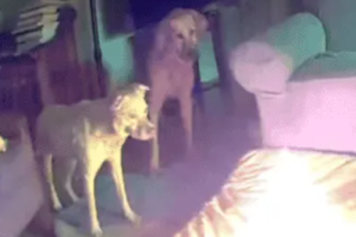 Perrito juguetón provoca incendio en casa al morder una batería de litio