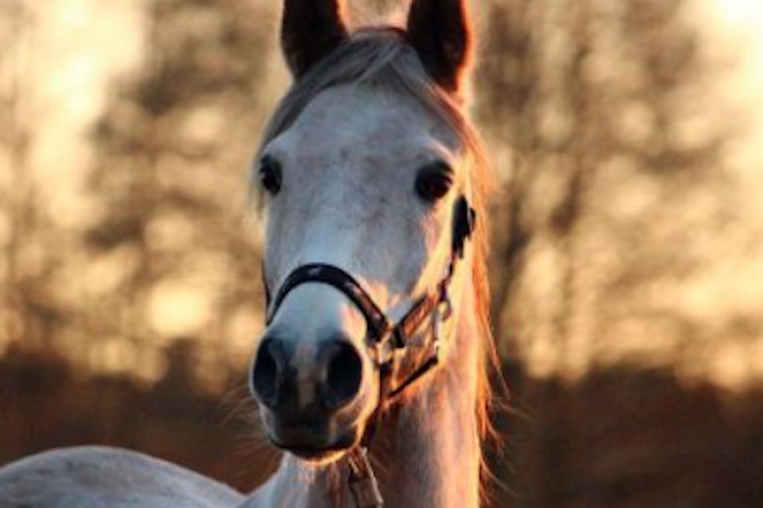  ¡Los caballos son más inteligentes de lo que pensábamos!