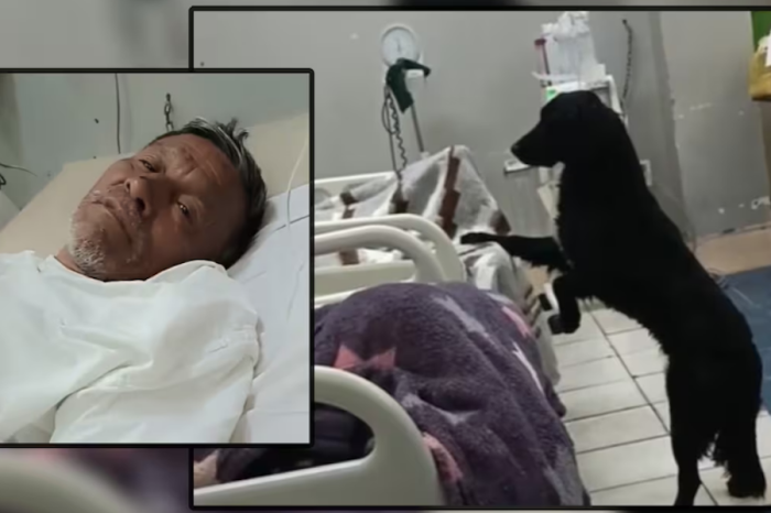 Hombre a punto de morir pide que adopten a su perrito desde el hospital: ¿Qué pasó con Firulais?