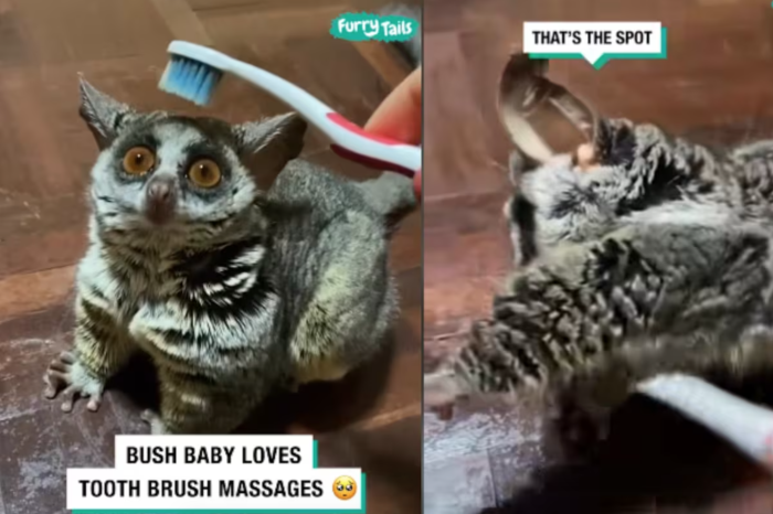 Galago bebé sorprende en internet por disfrutar de ser cepillado