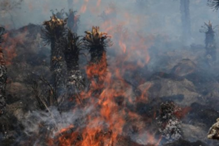 Ecuador enfrenta una emergencia por incendios forestales en la región andina