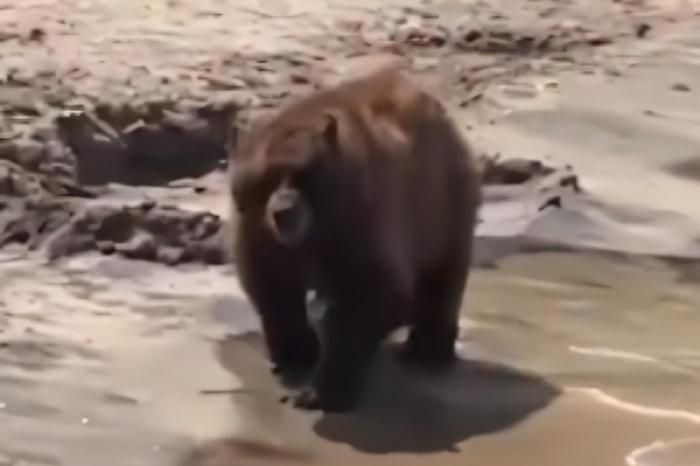 Oso sorprende a bañistas en South Lake Tahoe 