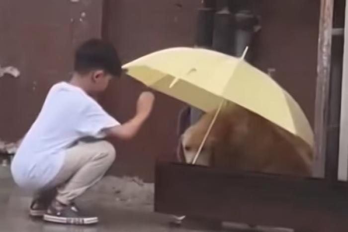 Niño conmueve al proteger a un perro de la lluvia con un gesto solidario