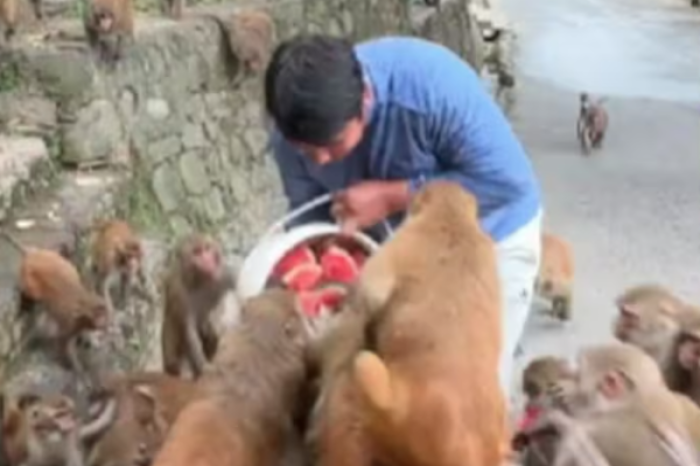  ¡Caos en el zoológico! Monos enloquecen por una sandía