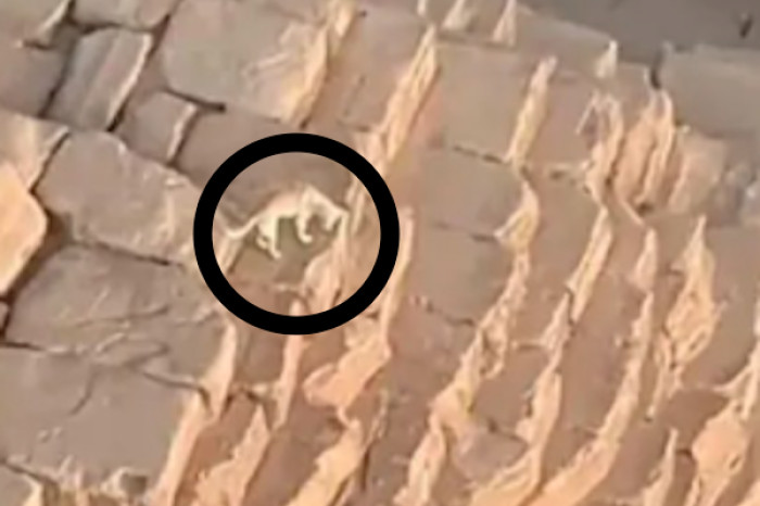 Un perro en la cima de la Gran Pirámide de Giza sorprende al mundo  