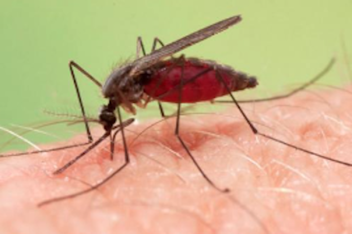 Egipto erradica la malaria tras casi un siglo de lucha