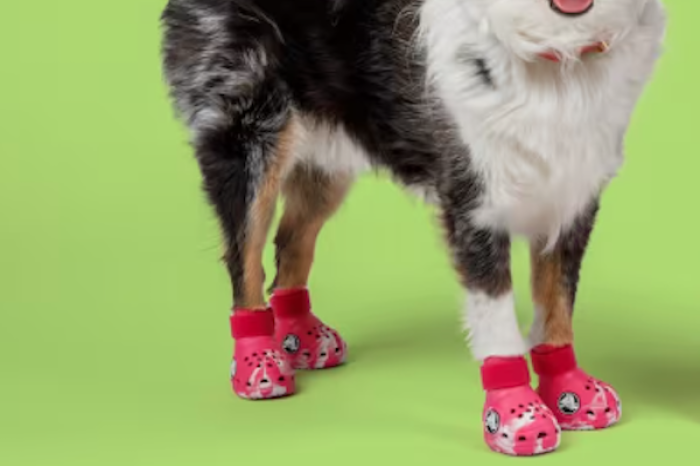 ¿Crocs para perros? La moda canina llega a otro nivel