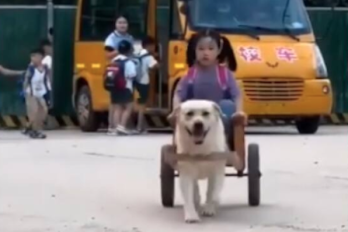 Perros escoltas: la nueva revolución en la educación china