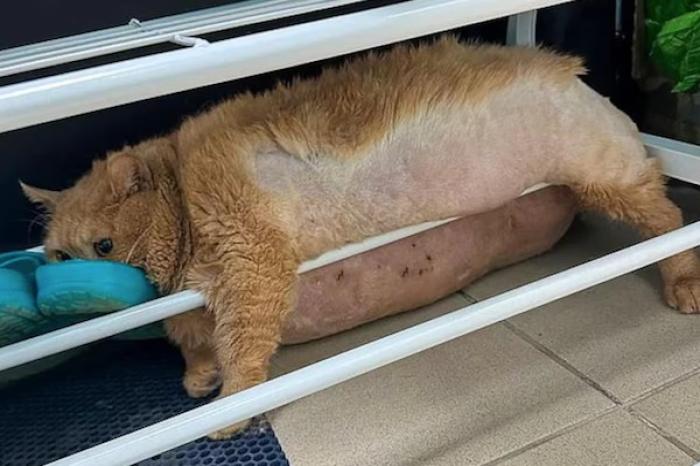 Adiós a Crumbs, el gato de casi 18 kilos que conmovió al mundo