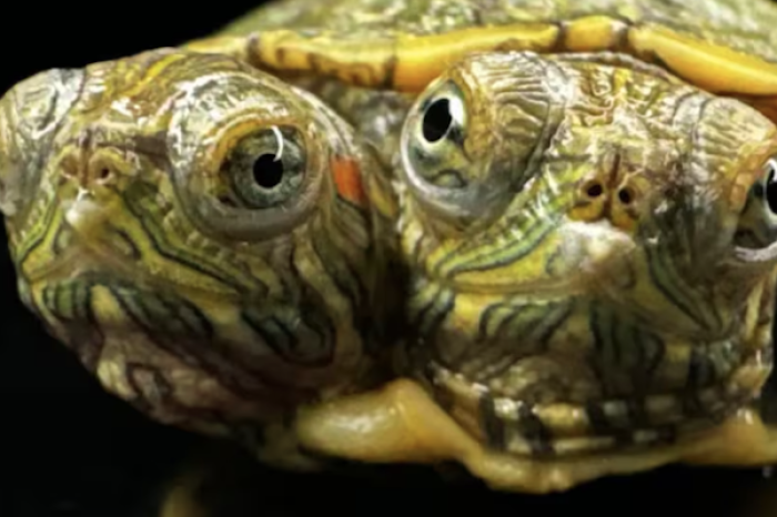 La sorprendente historia de una tortuga de dos cabezas que desafía la naturaleza