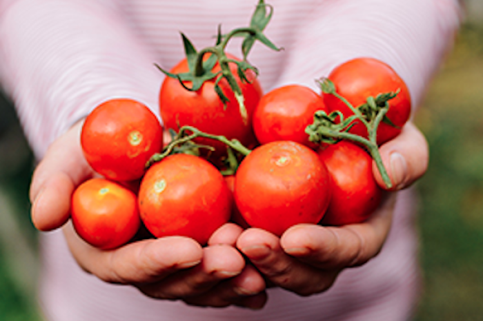 Científicos crean tomates más dulces sin modificar su tamaño