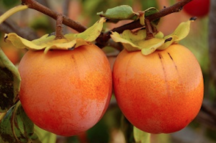 Conoce a el superalimento del otoño que pote