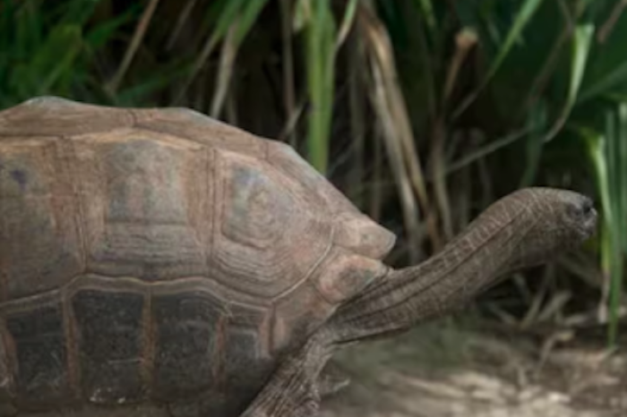 Jonathan, la tortuga más longeva del mundo, testigo de dos siglos de historia