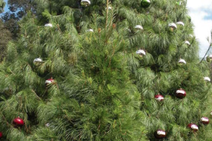  ¿Cuándo colocar el árbol de Navidad?   