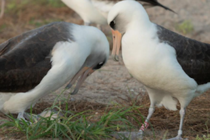 Wisdom, el albatros más viejo del mundo, sorprende al poner un huevo a los 74 años