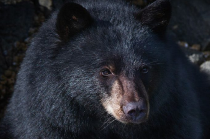 Alerta en Nuevo León por incremento de avistamientos de osos negros