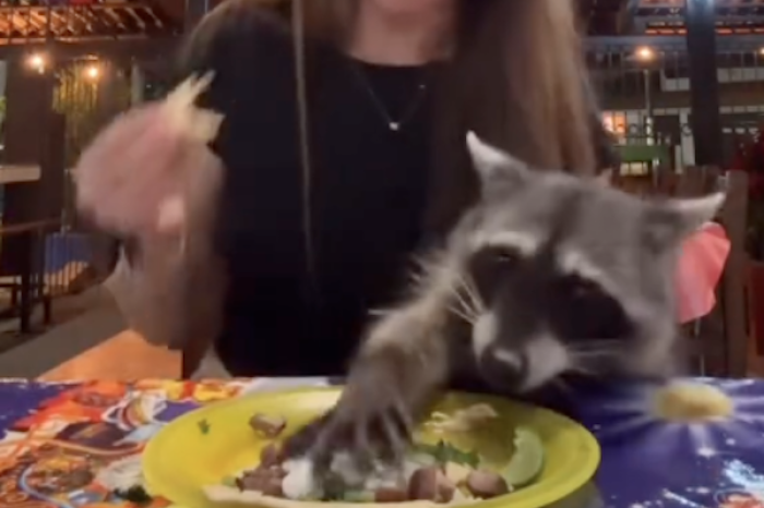 Mapache ladrón de tacos: un video viral que arrasa en redes sociales