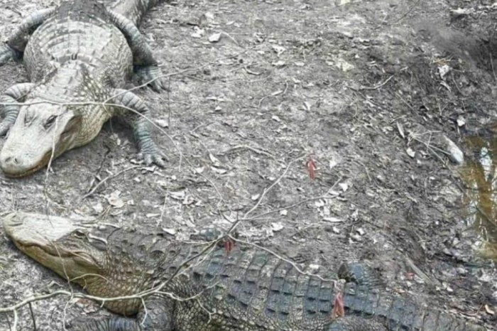 Caimanes congelados en Carolina del Norte; un fenómeno natural que asombra al mundo