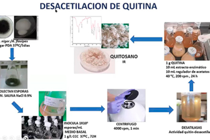 Cáscaras de camarón convertidas en soluciones médicas