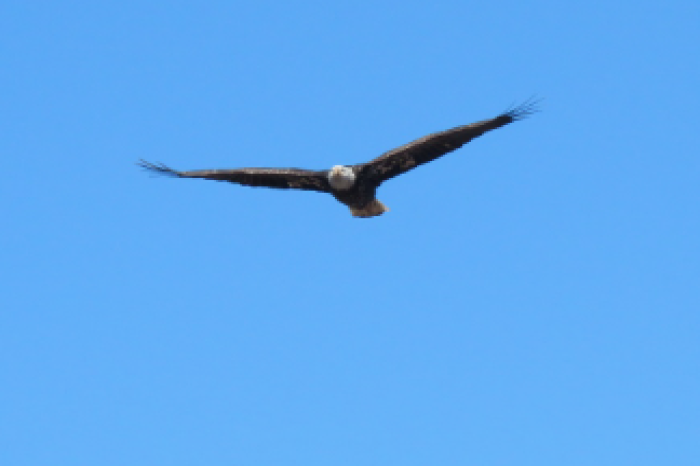 El águila calva, oficialmente el ave nacional de Estados Unidos