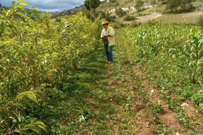 El campo mexicano enfrenta amenazas: entre la pérdida de agrobiodiversidad y el cambio climático