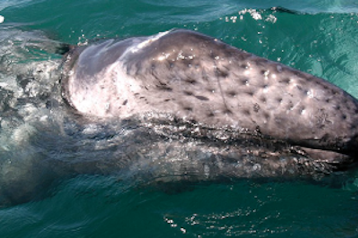 Ballenas centenarias: nuevas evidencias revelan su longevidad extrema