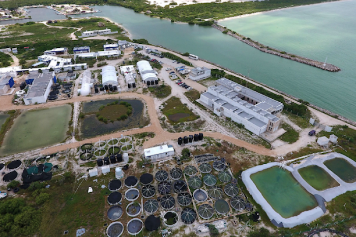 México, líder en exportación de pulpo, enf