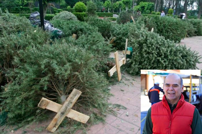 Habilitan centros de acopio de pinos en el Mu