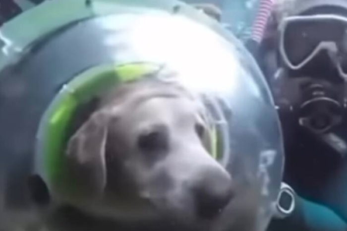  ¡Increíble! Perro bucea equipado con traje de buzo