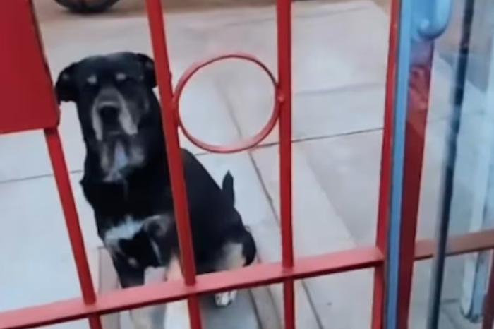 Un paciente muy especial: Perrito llega solo a veterinaria y se hace viral