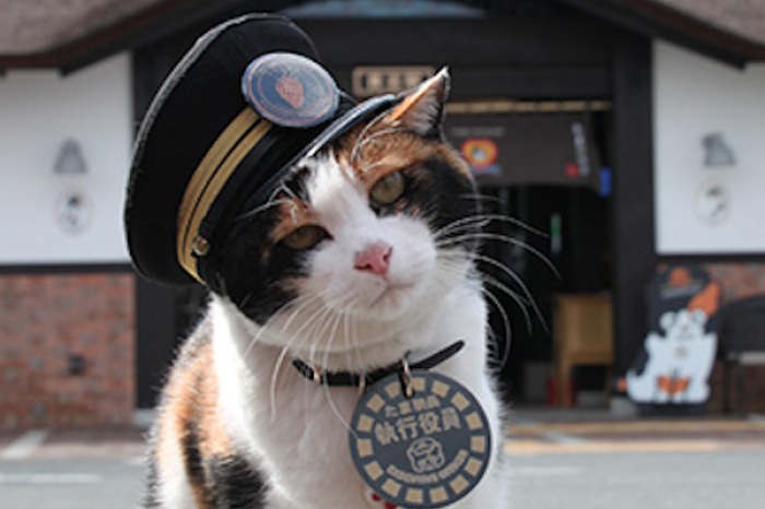 Tama, la gata que salvó una estación de tren con una sonrisa