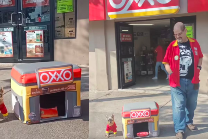 Asociación crea camas en forma de tienda Oxxo para perritos y se vuelven virales